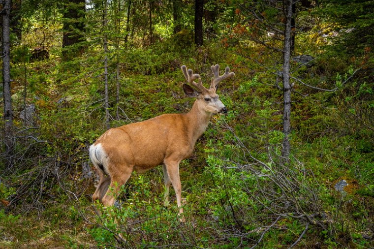 209 Jasper NP, witstaarthert.jpg